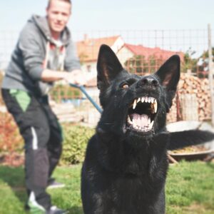 Walk a Dangerous Dog