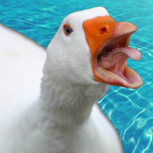 Swim with Geese